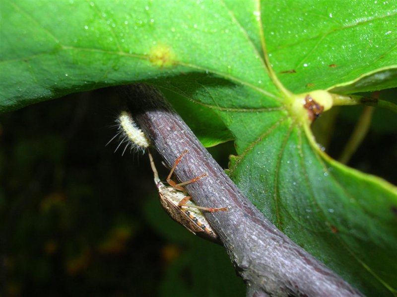 Beetle vs. Caterpillar