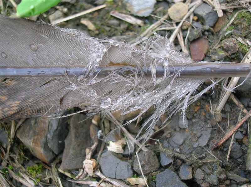 Dew on Feather