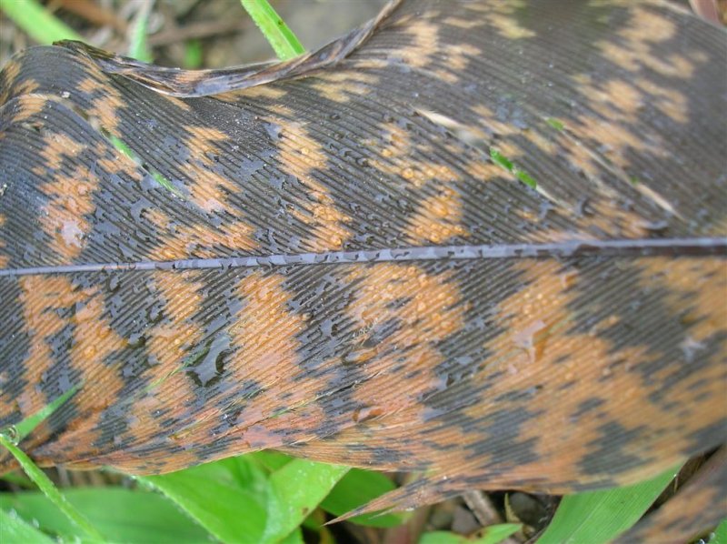 Turkey Feather