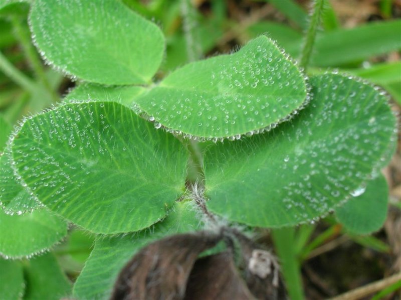 Clover Dew