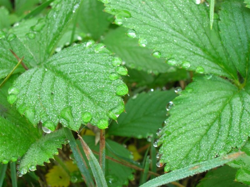 Wild Strawberry