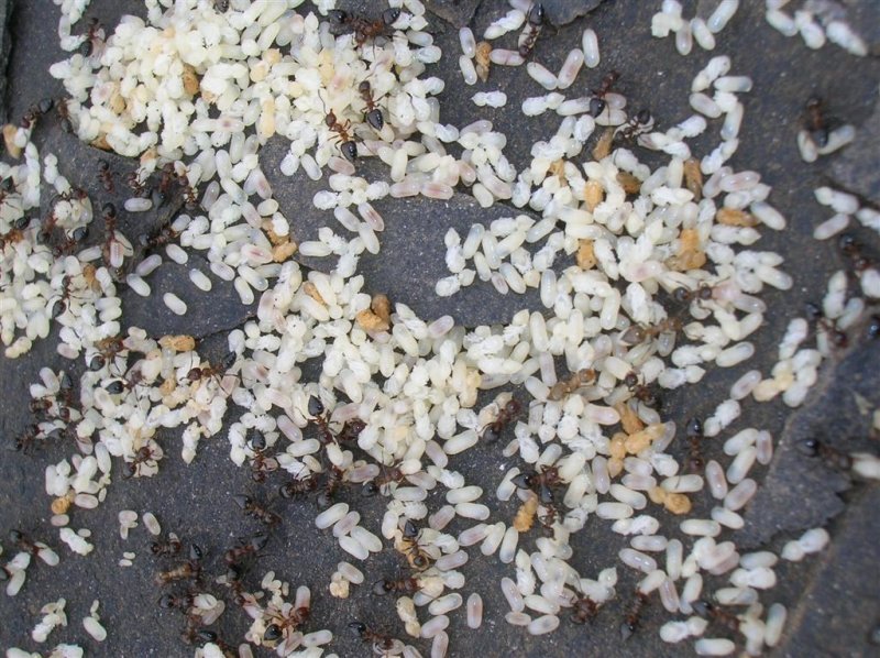 Ant Nursery