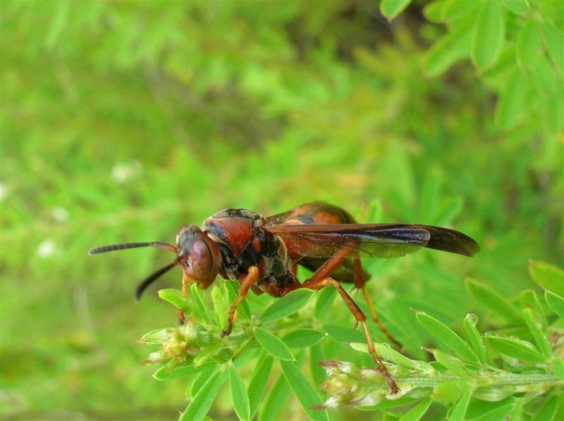 Red Polistes Wasp