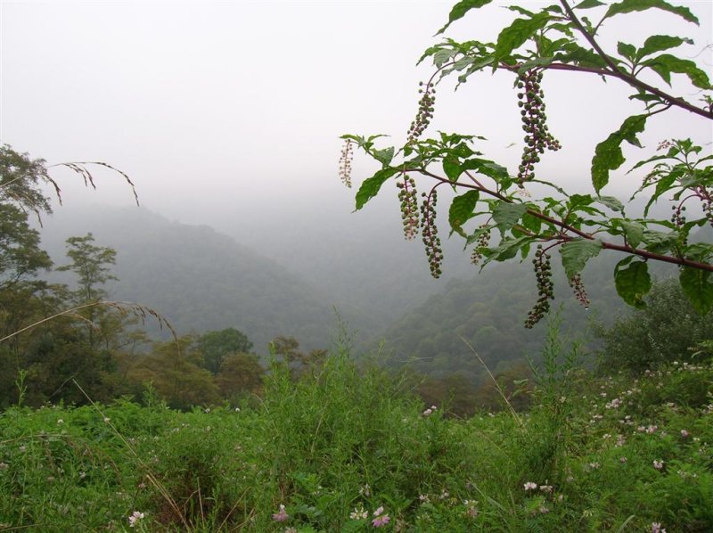 Morning Fog