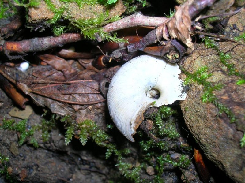 Snail Shell