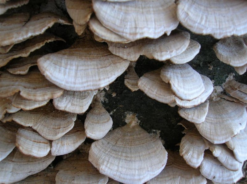 Parchment Fungi