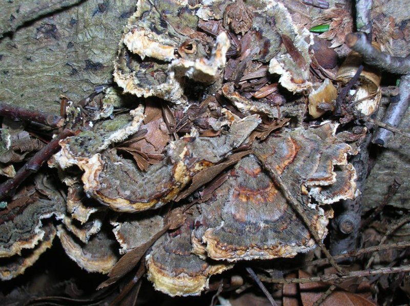 Colorful Fungi