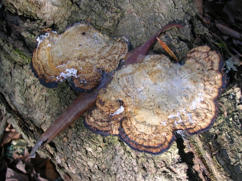 Fungi trapped leaf