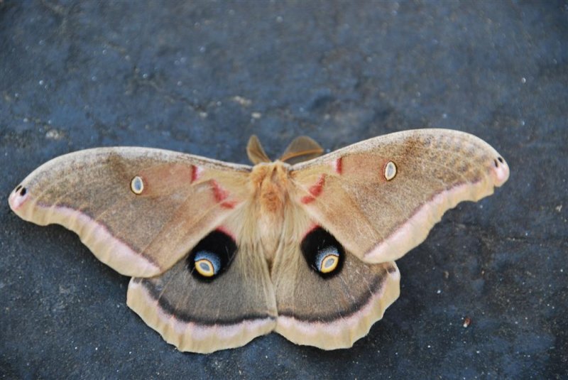 Polyphemus Moth