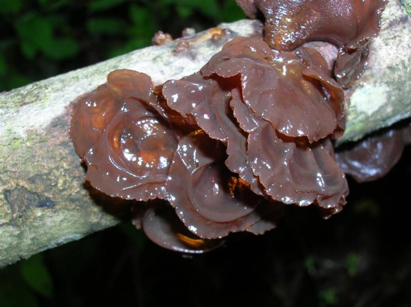 Tree-Ear Jelly Fungus
