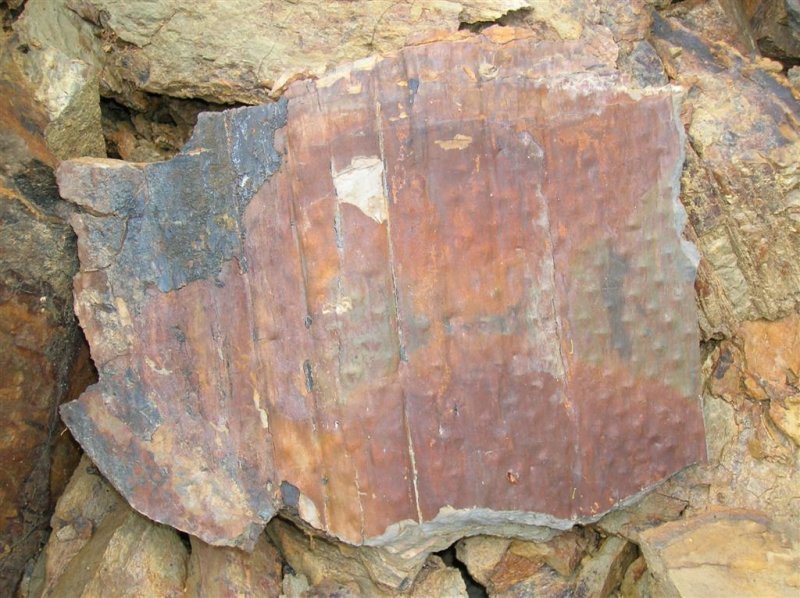 325 Million Year Old Wood