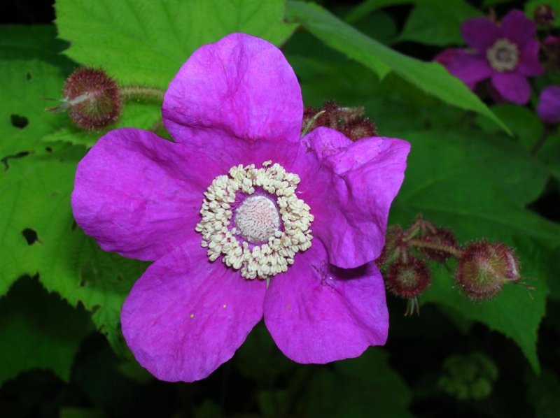 Flowering Raspberry