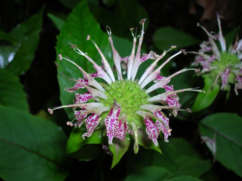 Bergamot?