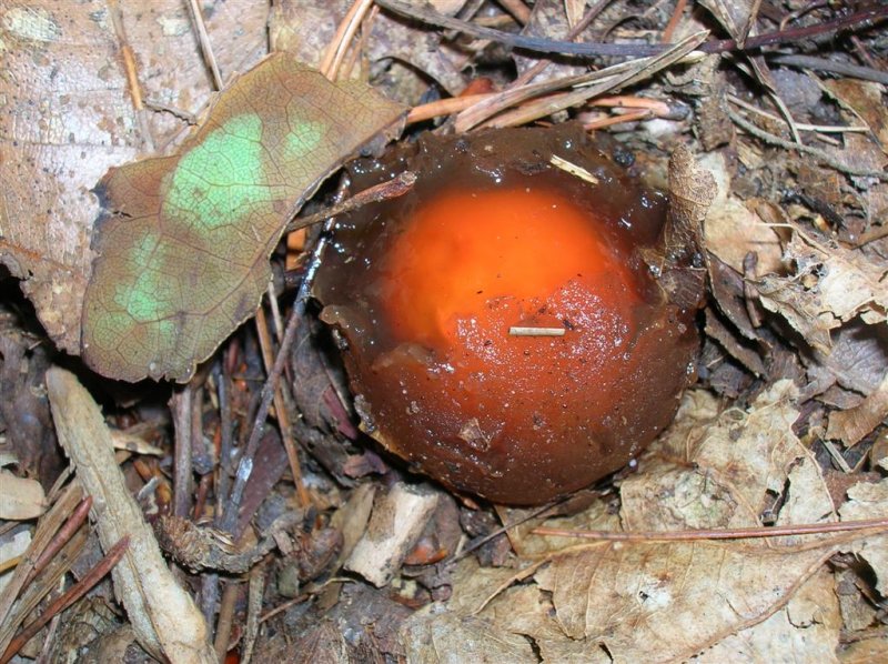 Stalked Puffball-in-Aspic