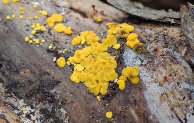 Yellow Fungi