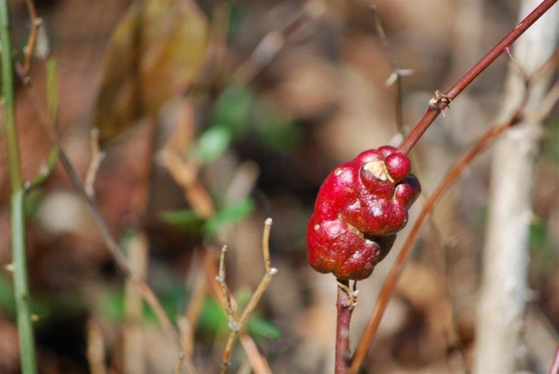 Gall Growth