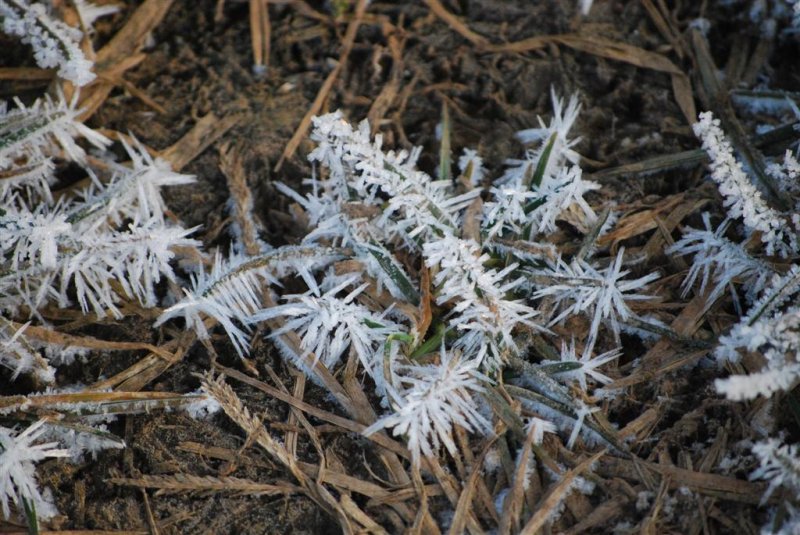 Frost Formations