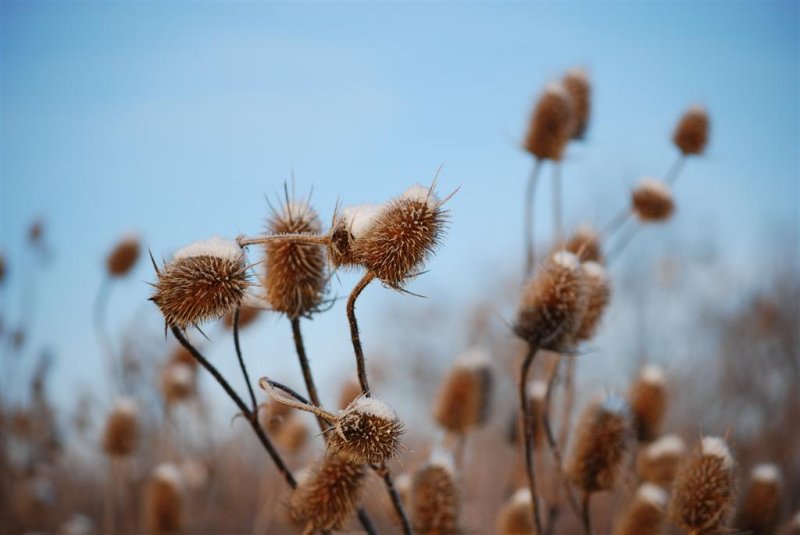 First Light on Teasel