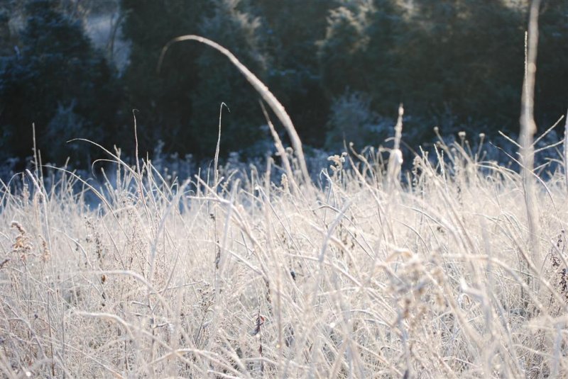 Sun on Frosted Grass