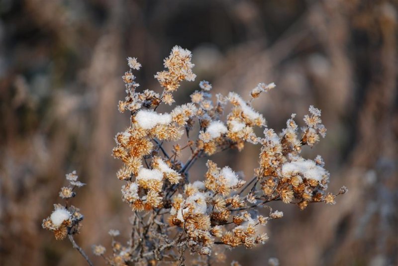 Ironweed and Snow