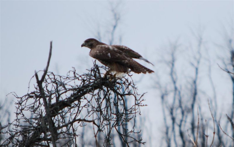 Red-Tail