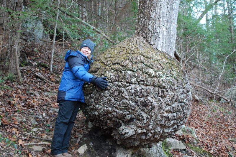 Huge Oak Burl