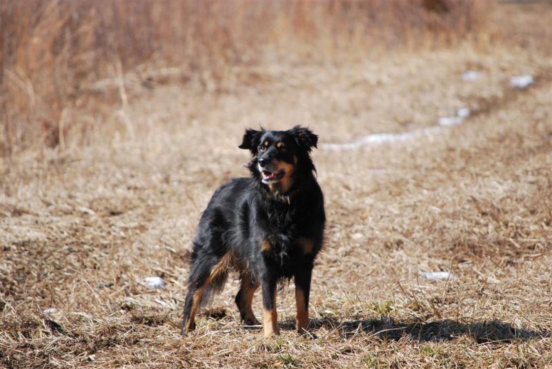 Westminster Kennel Club be damned