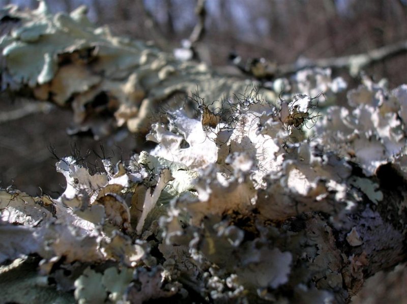 Lichen World