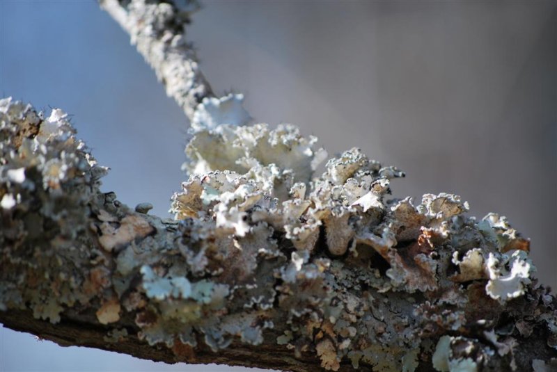 Lichen Color