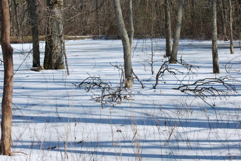 Frozen Pond