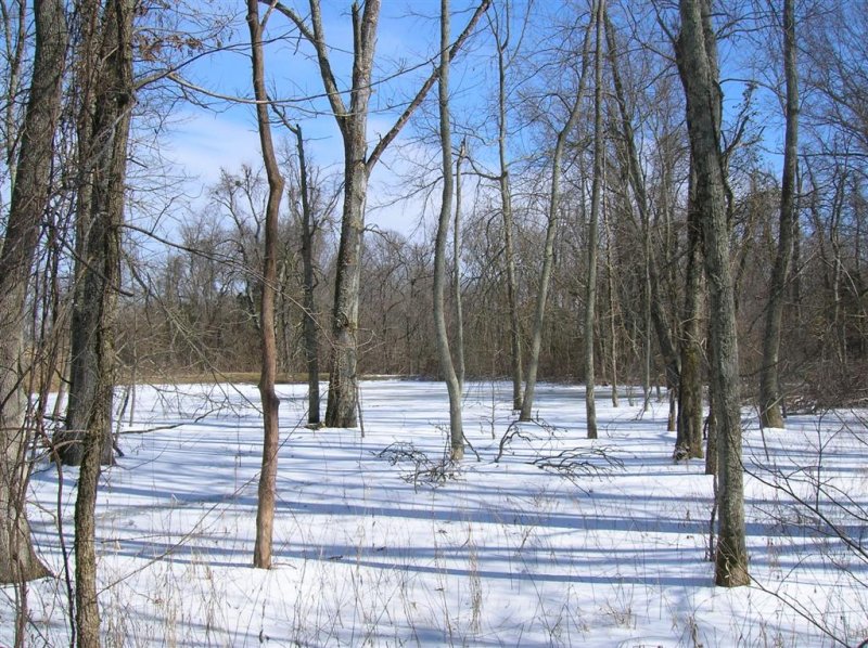 Trees and Pond