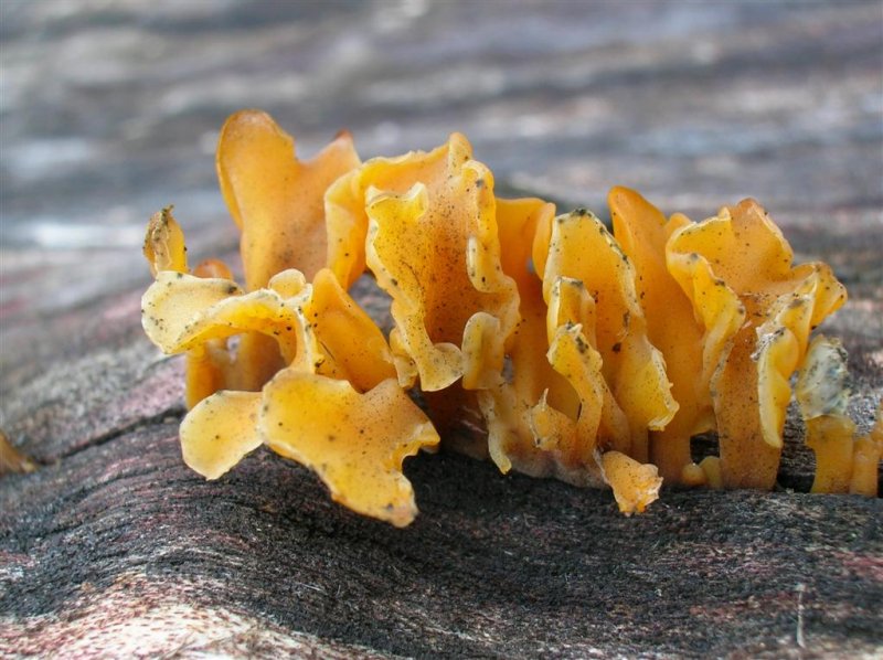 Golden Fungi
