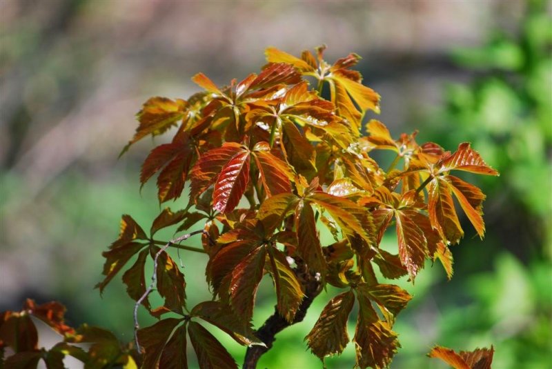 Virginia Creeper