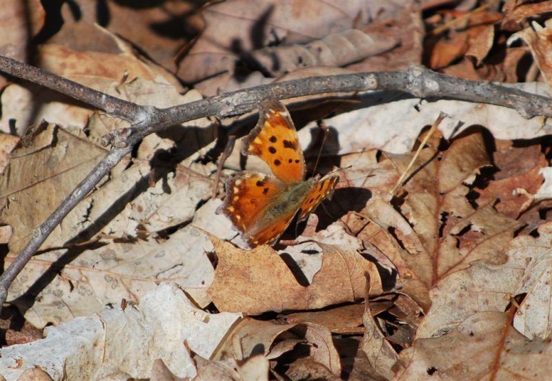 Comma