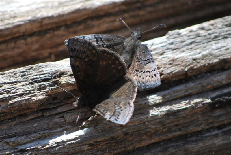 Duskywings Mating