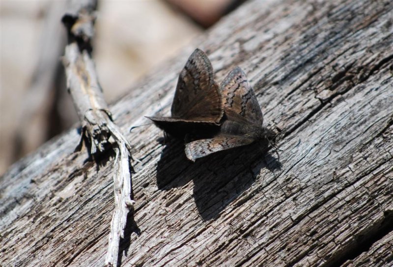 Duskywings Mating