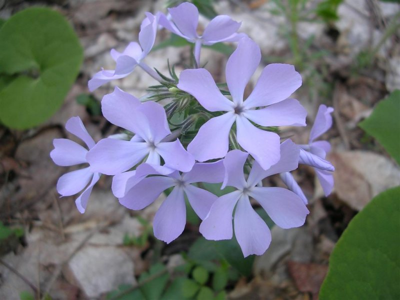 Phlox in Bloom