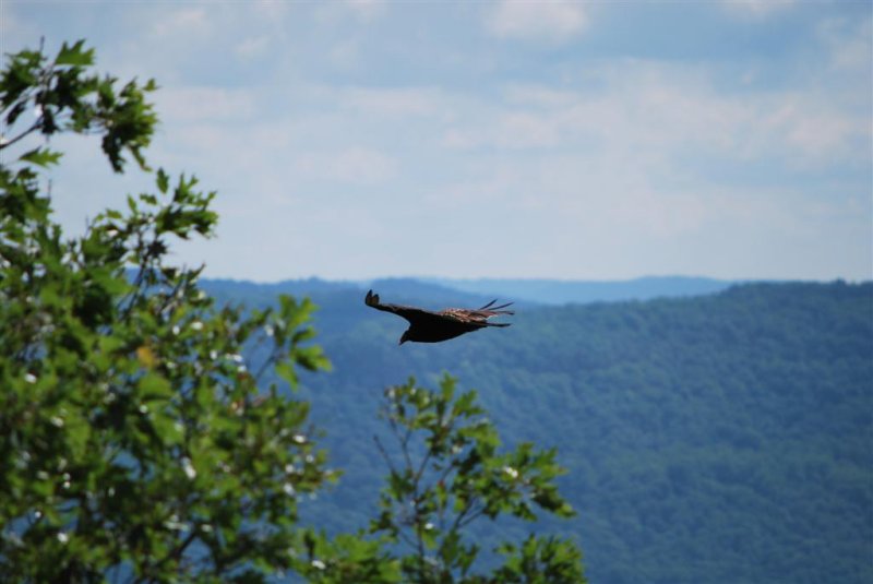 Kentucky Condor
