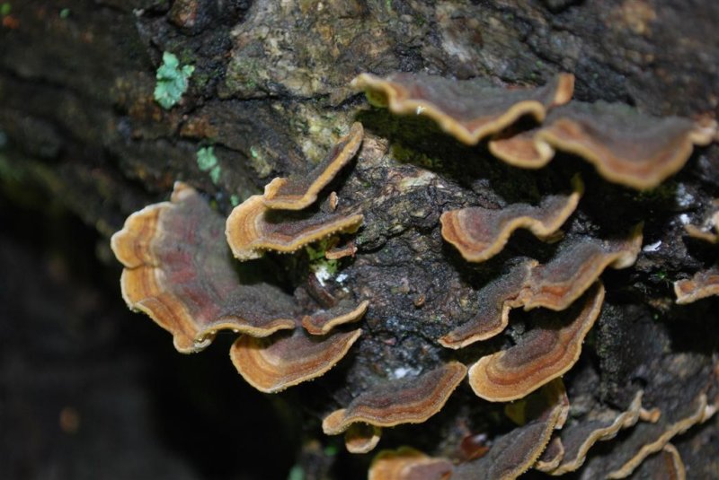 Hidden Fungi