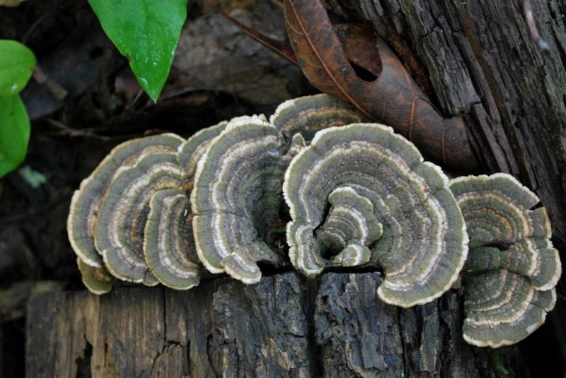 Fungi Fans