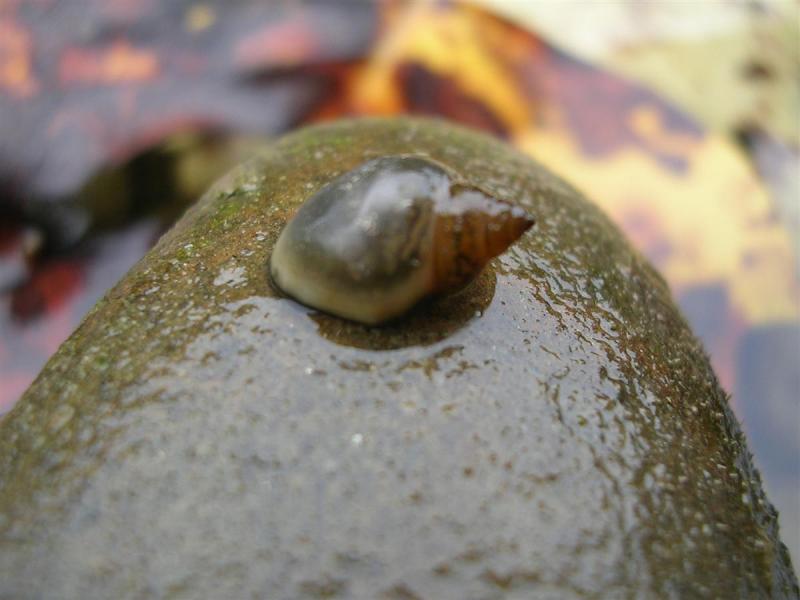 Levisa River Snail