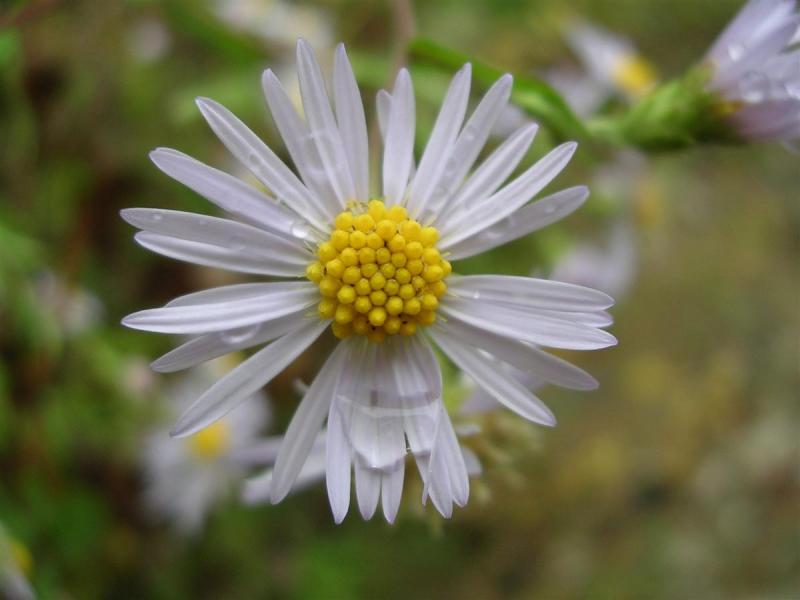 Aster and Dew