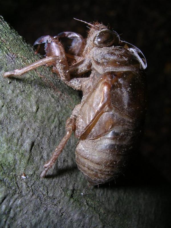 Cicada skeleton