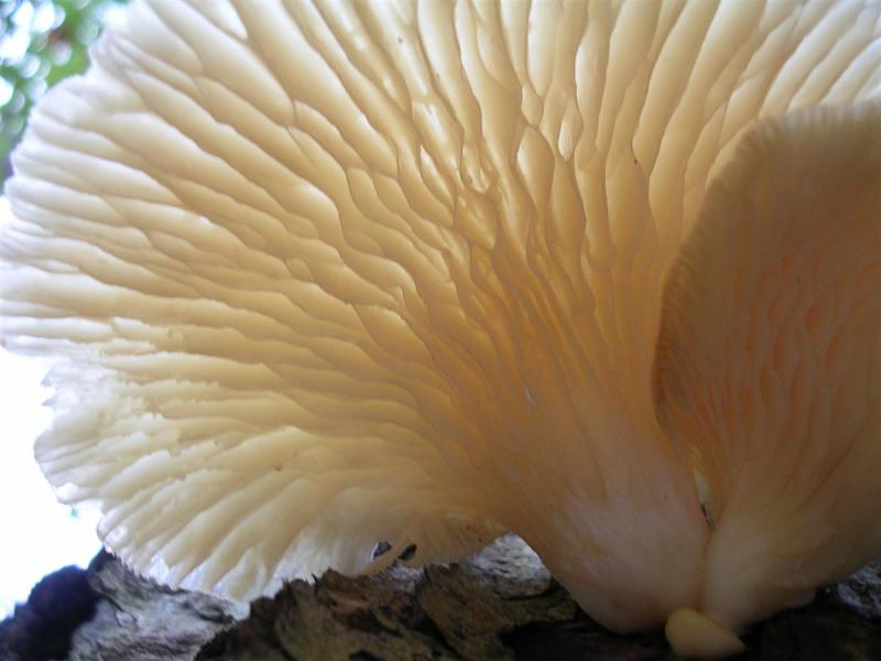 Shelf Fungus