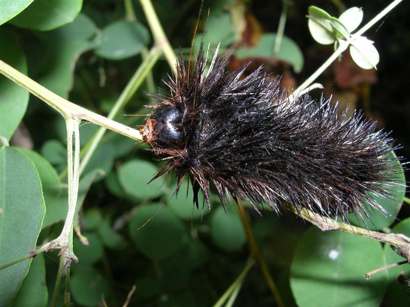Black Caterpillar