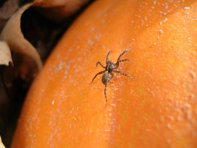Spider on Pumpkin