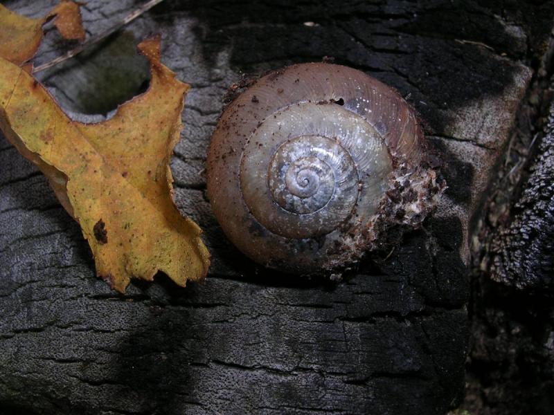 Dead Snail on Burnt Log