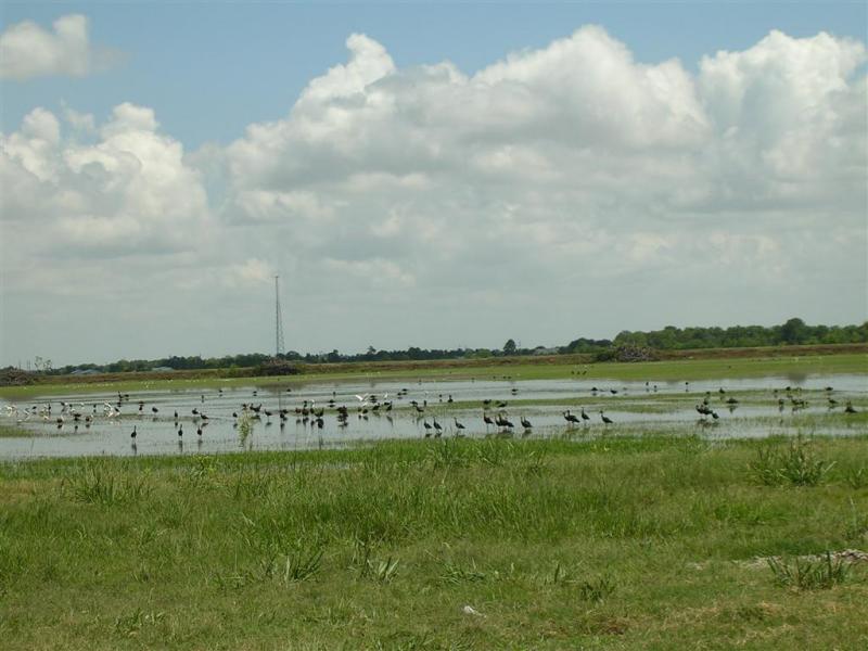 Flooded Louisiana Field