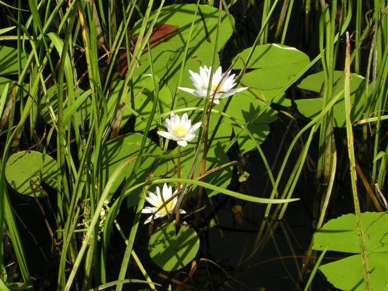 Swamp flowers
