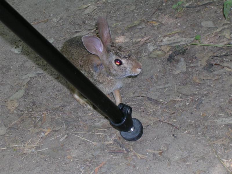 Fearless Rabbit